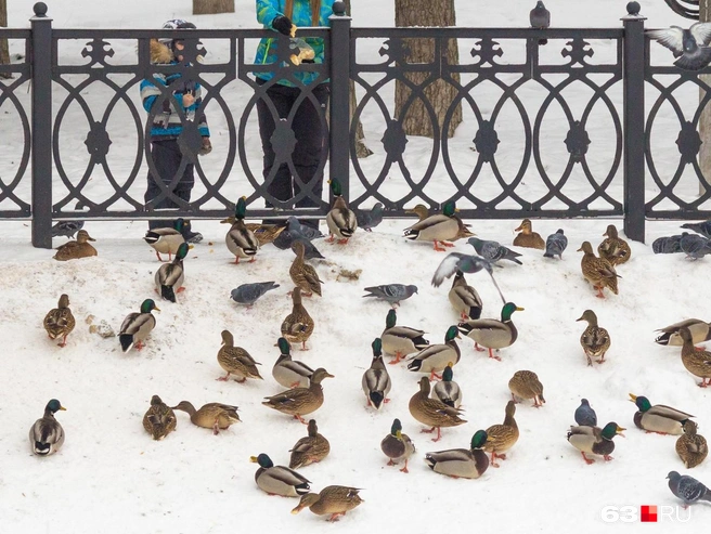 А вы часто подкармливайте уток? | Источник: Роман Данилкин / 63.RU