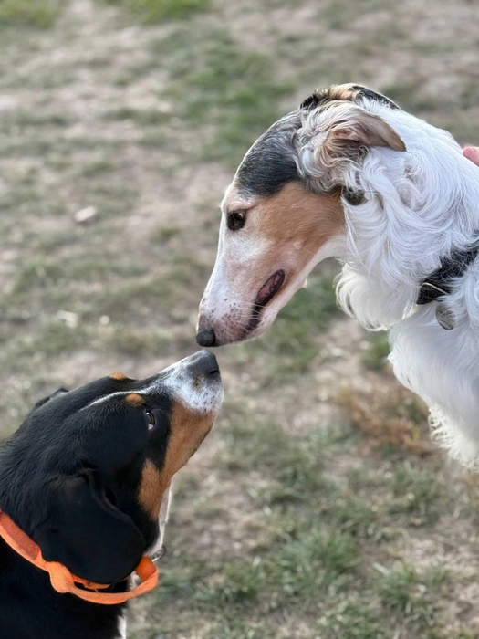 Мы такие разные… Но всё-таки принюхаемся друг к другу  | Источник: читатель 63.RU 