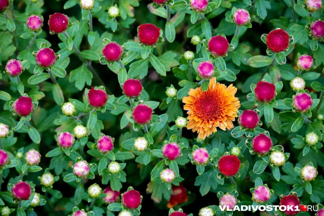 Источник: Елена Буйвол / VLADIVOSTOK1.RU