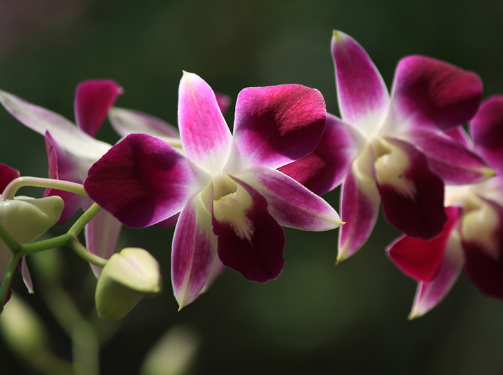 Фото №1 - 5 сортов самых красивых и неприхотливых орхидей