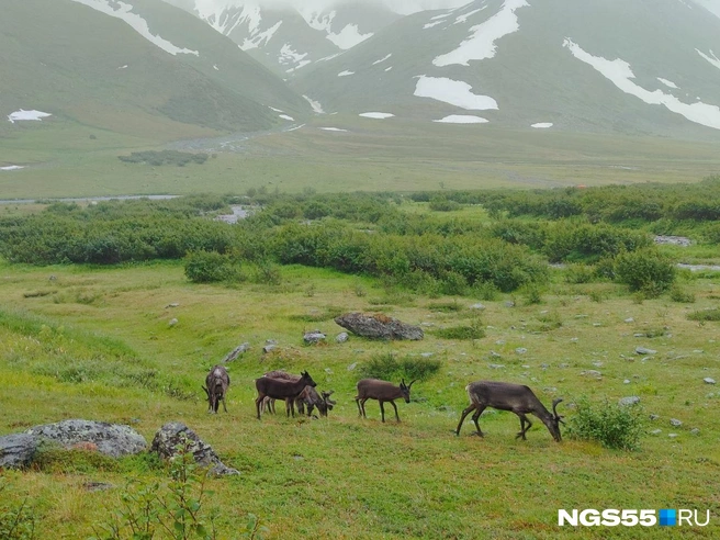 Олени заходили прямо в лагерь. Спустя время они стали для нас как коровы — особого удивления не вызывали | Источник: Александр Зубов / NGS55.RU