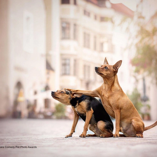 Источник: Comedy Pet Photography Awards