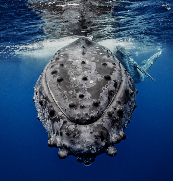 Фолликулы китов или чешуйки опоссумов: у какого животного самый ценный мех в мире?