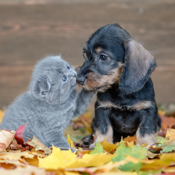 Источник: Shutterstock/Fotodom.ru