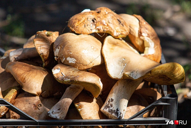 Куда отправиться за богатым урожаем? | Источник: Илья Бархатов / 74.RU