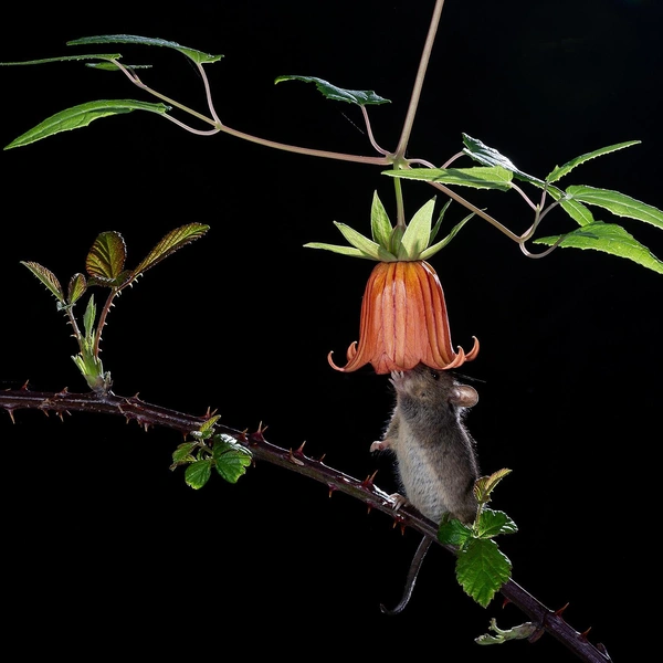 «Вечерний звон» | Источник: José Juan Hernández / Nature Photographer of the Year 2019