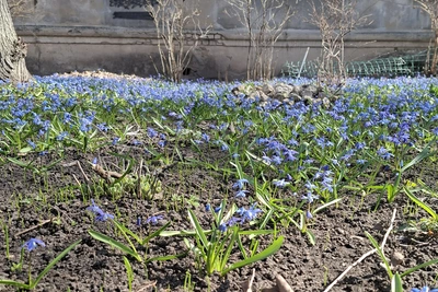 Апрель в Воронеже ожидается аномально теплым