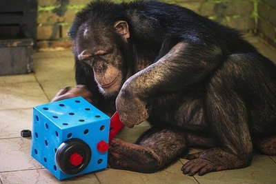 Игрушки зверей в красноярском «Роевом ручье»