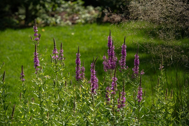 Проект «Агаш», Garden Group | Источник:  Garden Group