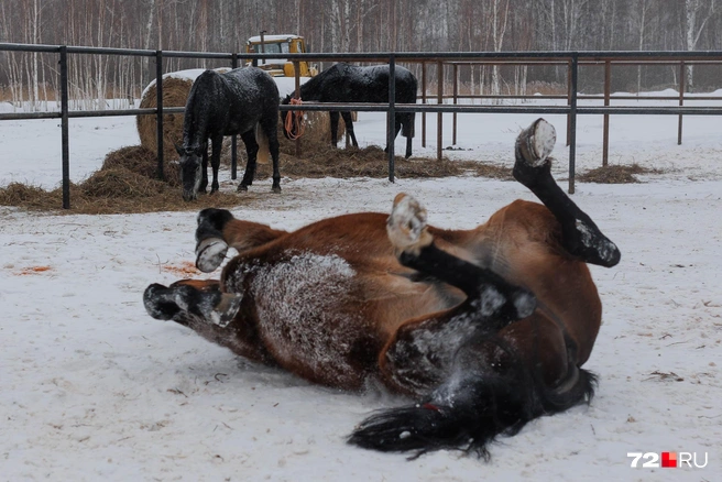 Больше фотографий этих грациозных животных&nbsp;— в нашем материале | Источник: Ирина Шарова / 72.RU