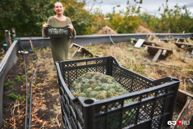Когда улитка выросла до нужного размера, она отправляется на детокс — в сеточку и в вот такой поддон | Источник: Роман Данилкин / 63.RU