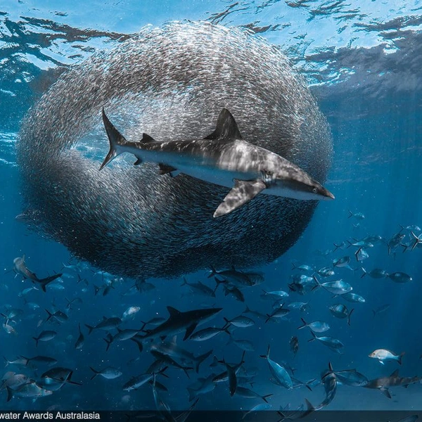 Финалист в номинации «Акулы» | Источник: Laura Gourgas / Underwater Awards Australasia 2025