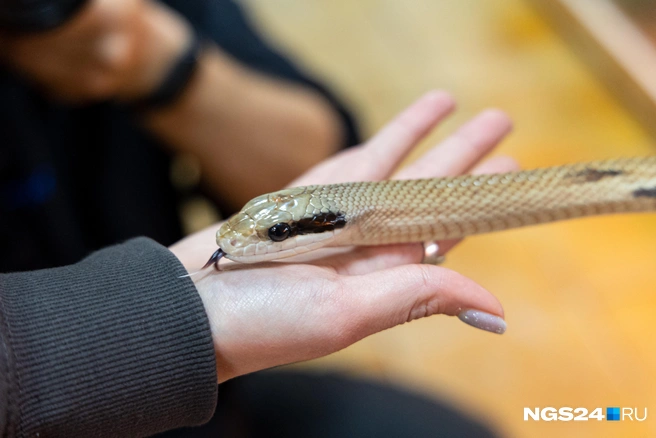 У змей действительно раздвоенный язык  | Источник: Мария Ленц / NGS24.RU