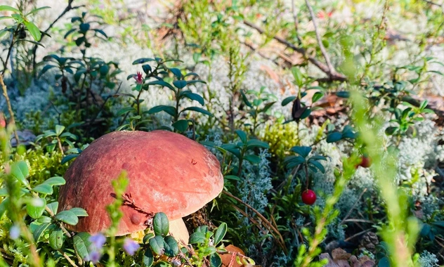 Немного перепутал: врачи 8 дней откачивали мужчину после обеда с ядовитыми грибами