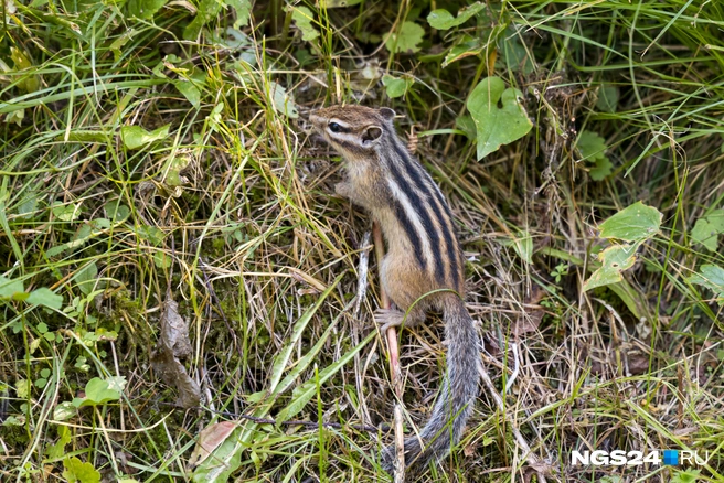 Помешали | Источник: Мария Ленц / NGS24.RU