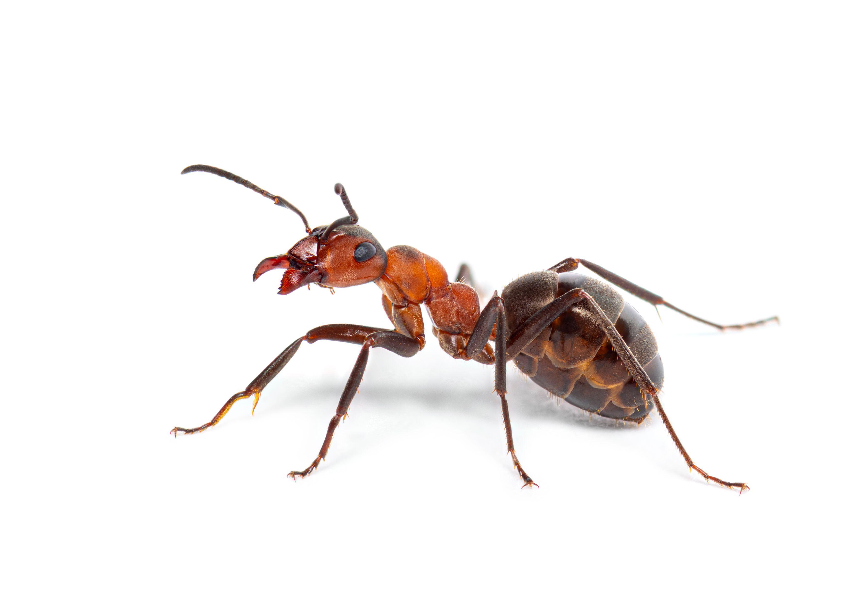 Cuánto tiempo vive una hormiga