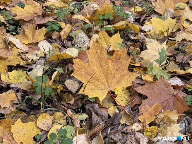 Закружилась листва золотая В розоватой воде на пруду… | Источник: Сергей Петунин / YA62.RU