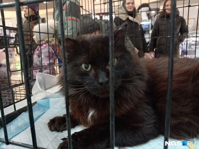 Этого красавца зовут Том. Его нашли на помойке | Источник: Рихарда Лем / NGS.RU