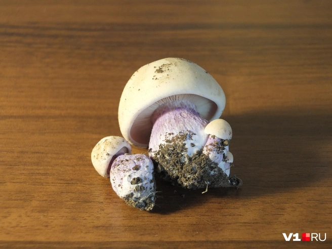 Грибники ценят его за плотную мякоть и выразительный аромат | Источник: Константин Завриков / V1.RU