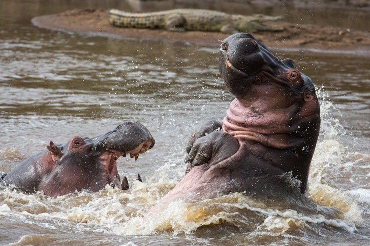 Ссора бегемотов и летающий тюлень: оцените уморительные фото с конкурса Comedy Wildlife Photography Awards, которых вы еще не видели | Источник: Kellie Netherwood / Comedy Wildlife Photography Awards