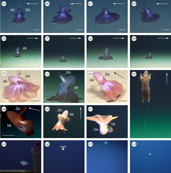 На дне океана нашли 106 правильных восьмиугольников: вот кто их начертил и зачем