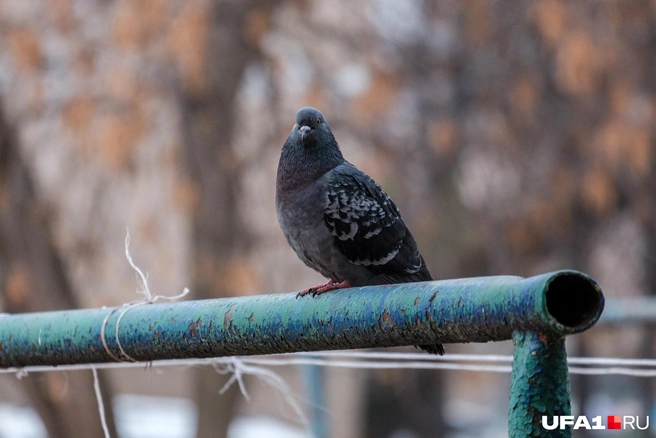 Серый голубь смотрит за вами | Источник: Булат Салихов / UFA1.RU