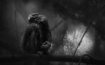 Объявлены победители конкурса European Wildlife Photographer of the Year 2025: взгляните на эти потрясающие фото дикой природы