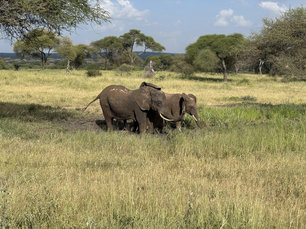 Африканские слоны даже ухом не повели при виде машины с туристами | Источник: Эрдня / Личный архив