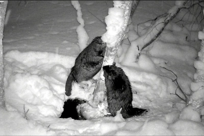 Семейные бобры в Ленобласти: весеннее видео для релакса