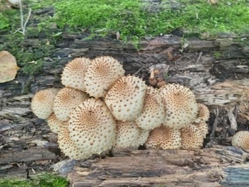 Чешуйчатки | Источник: Елена Игошева / «Грибы в Подмосковье 2025» / vk.com