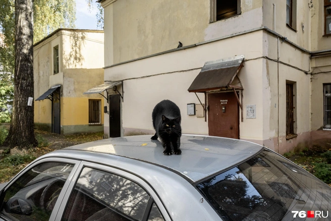 Четвероногий житель двора потягивается на крыше припаркованного автомобиля | Источник: Александр Куренной / 76.RU