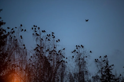 Зачем в Новосибирской области разрешили отстрел ворон