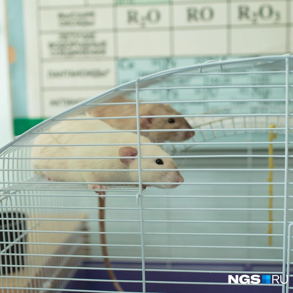В школе есть и свой живой уголок | Источник: Андрей Бортко / NGS.RU