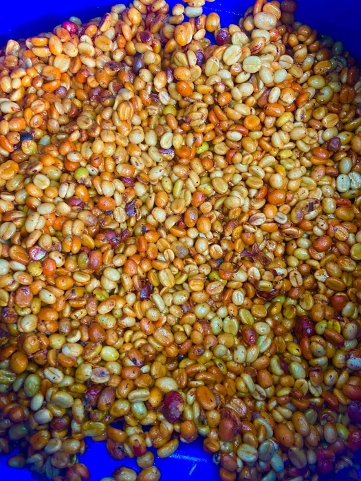 Кофейное зерно | Источник: Личный архив П. Стаброва