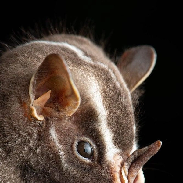 Большой широконос (Vampyrodes major) | Источник: José Gabriel Martínez-Fonseca via PetaPixel