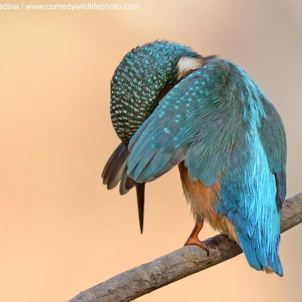 Источник: Nikon Comedy Wildlife Awards