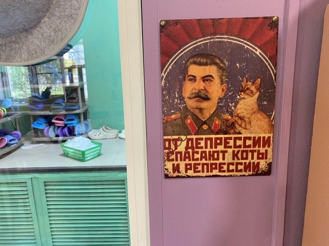 На открытие котокафе героиня потратила три месяца | Источник: Ирина Господаренко / NGS22.RU