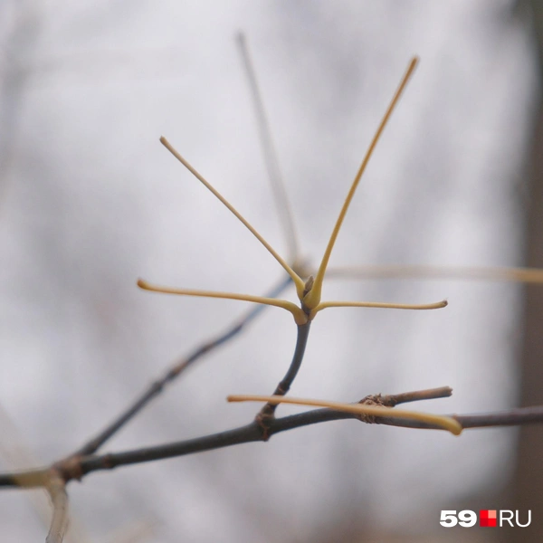 Между черенками, на которых только недавно были листья, набухла новая почка | Источник: Тимофей Калмаков / 59.RU