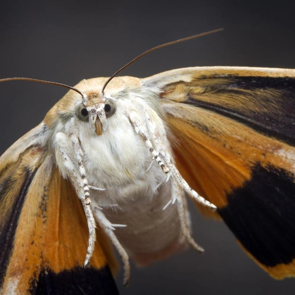 Источник: Sami Karjalainen / Vuoden Luontokuva 2017