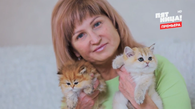 Елена разводит «персиков». У нее дома живет 28 породистых кошек | Источник: Телеканал Пятница