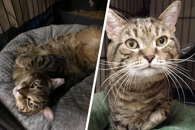 Тигруле можно жить только с котиком с таким же диагнозом, либо одному | Источник: предоставила Наталья Тезина