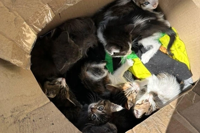 В иркутский приют подкинули 11 котят: им ищут дом