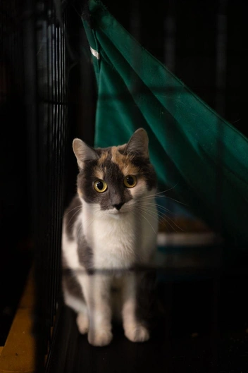 Источник: Елена Гасанова