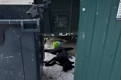 В Тюмени мужчина убил собаку и выкинул в мусорку