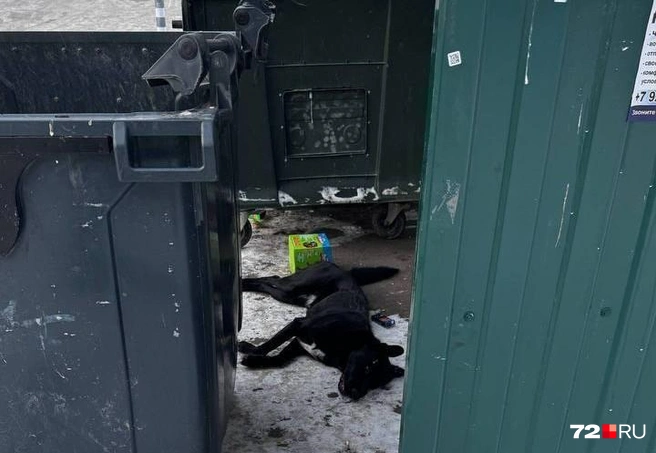 В том, чья именно эта собака и за что мужчина жестоко с ней расправился — выясняют сотрудники полиции | Источник: читатель 72.RU