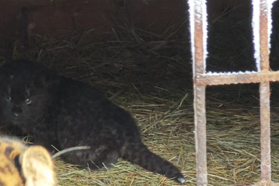 Barnaul Zoo Shows Leopard Family with Icy Whiskers in Video