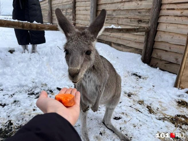 Вы точно человек?