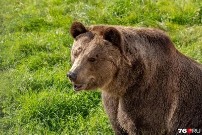 В Билютуе застрелили медведя после нападения на свиней