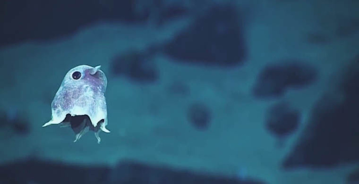 Обнаружены новые виды подводных существ, неизвестные современной науке
