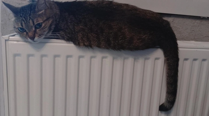 Почему кошки спят на батареях? Четыре случая, когда их надо оттуда гнать взашей | Источник: Доктор Питер/ Дарья Гапионок